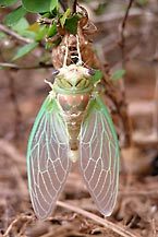 emerging Cicada