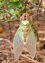 emerging Cicada