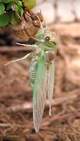 emerging Cicada