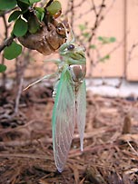 emerging Cicada