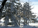 snowtrees